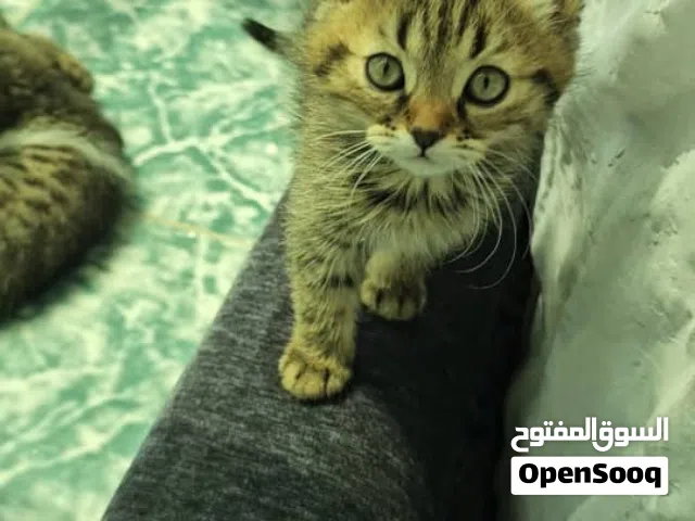 قطط مهجن للتبني