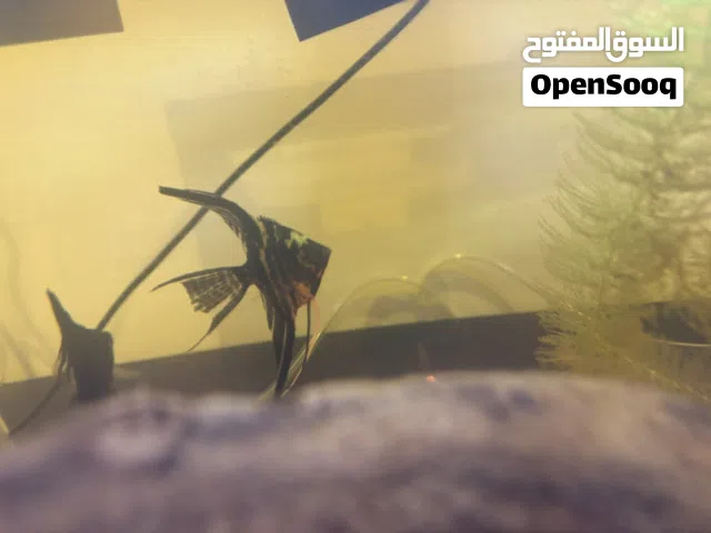 Angle fish سمك