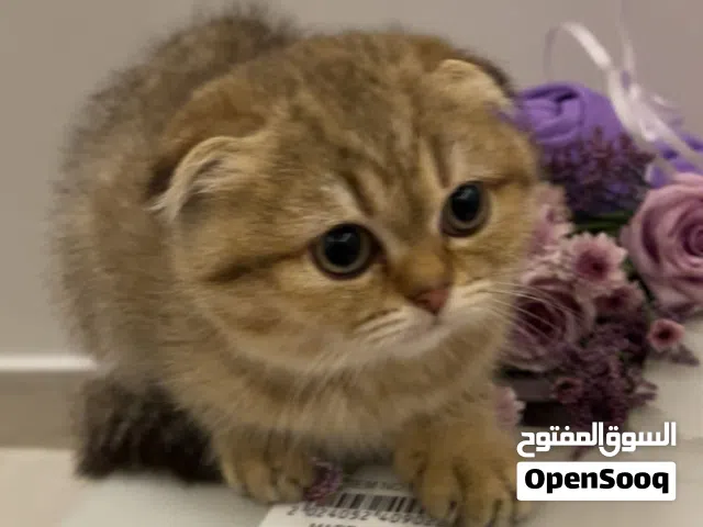 قطة سكوتش فولد بيور
