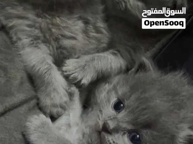 قطه صغيرههه