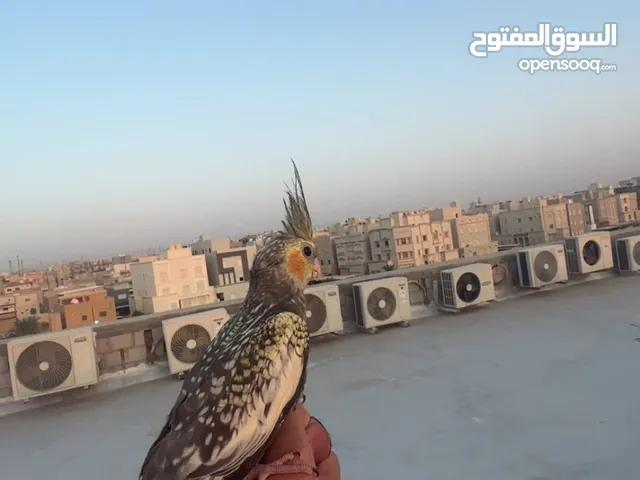 كوكتيل او كروان