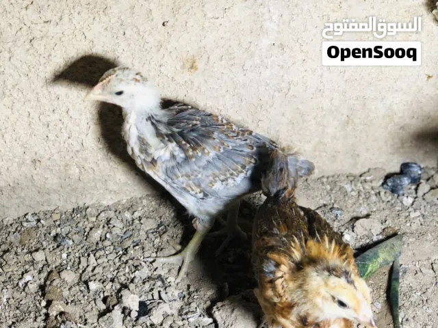 افراخ فروج دجاج