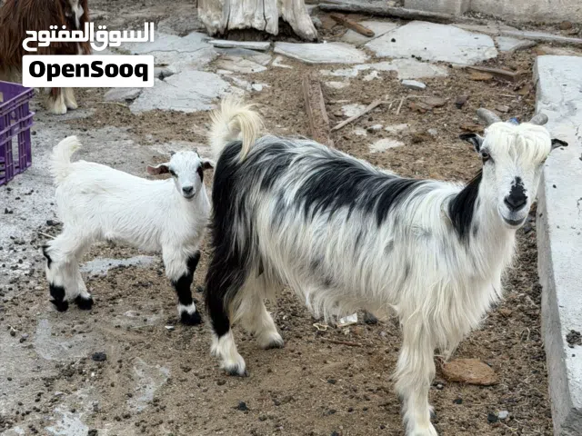 اغنام للبيع