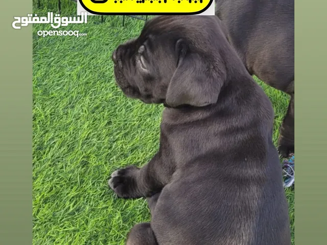 CaneCorso puppy