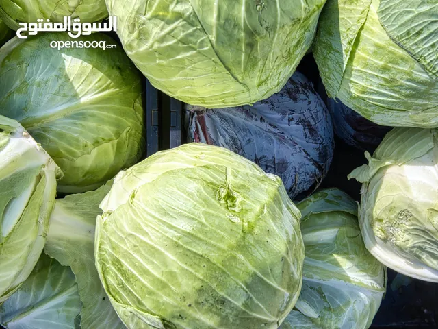 High-Quality Cabbage, Cucumber, Broccoli, kiwi Bulk & Export Supply in bulk
