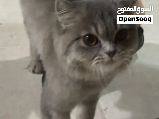 PERSIAN GRAY FUR CAT FOR SALE!