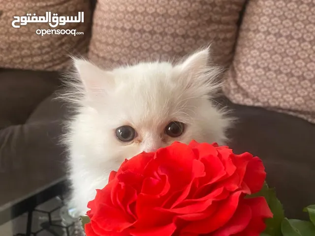 كتن شيرازي عمر شهرين ونص للبيع او بدل على طيور