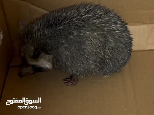 قنفذ للبيع الحجم كبير متوفر سليم