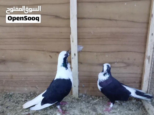 متاح زوج ارافل بسود