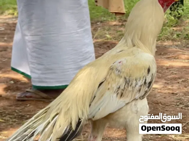 دجاج هندي حياكم الله