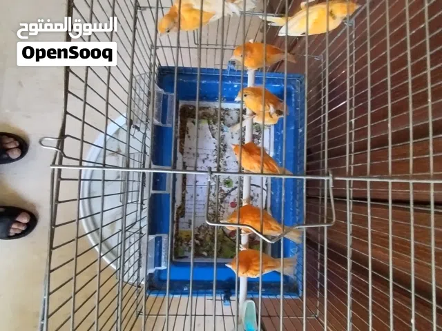 متاح 8 فحول جزري غامق