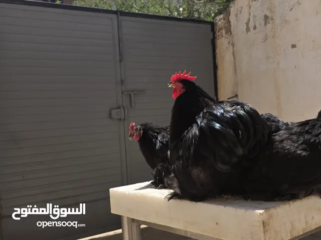 نص طبق دحي استرالي درجة دم الماني