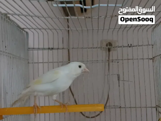 كناري شريانه دكر ونتايته كوبيه تاني بطن معاه فلوس طرف واحد ضناهم