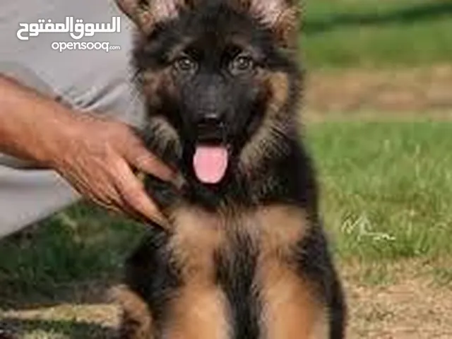 مطلوب جرو جيرمن او ساموايد للبيع او للتبني