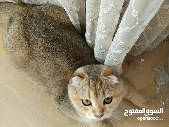 قطتين للبيع سكوتش العمر بين 8 اشهر وشهرين