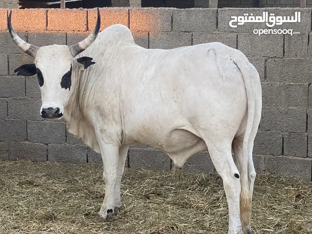 عجول ربي يبارك متاع عيد متوفر خدمه توصيل