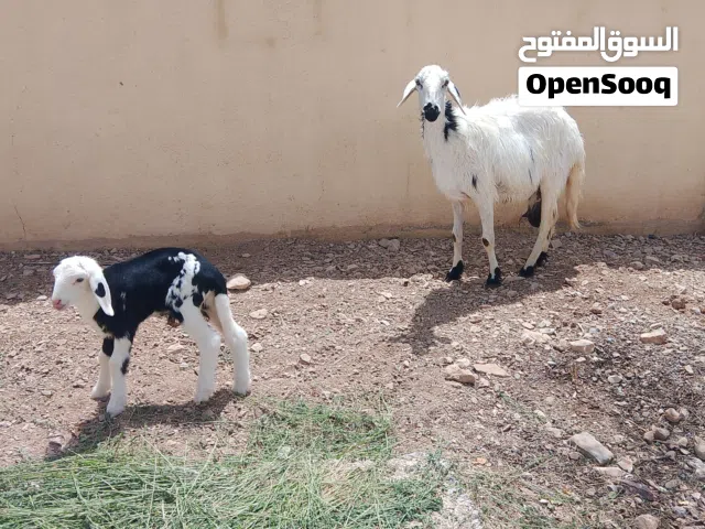 للبيع جاعده ناجديه مع والدها كبش ما شاالله رويان