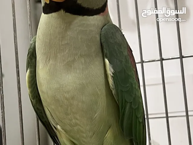 Alexandrine Parrot