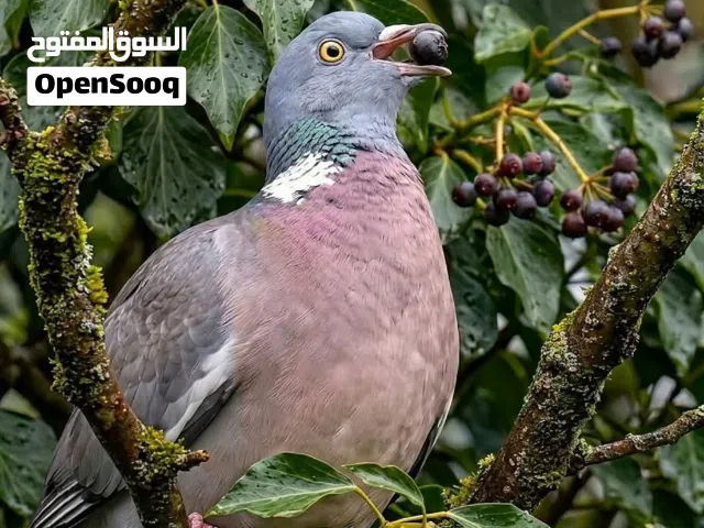 مطلوب افراخ ورشان