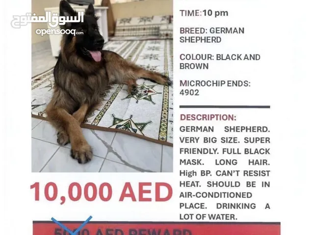 Ragnar still missing.. please help him find his way back home