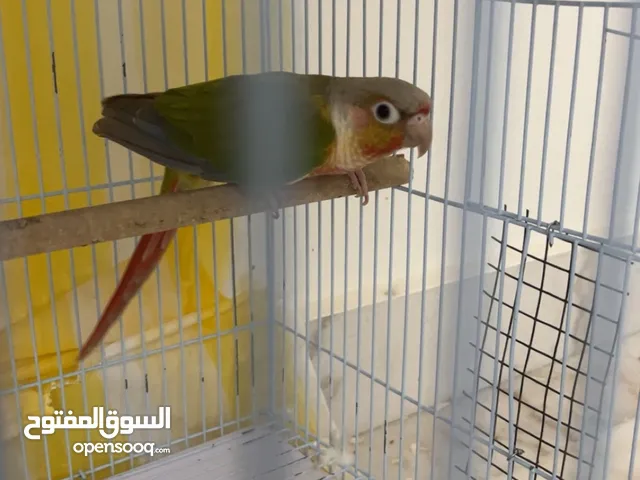 ببغاء كنيور انناس رد فاكتور الذكر منتج ويا الأنثى من قبل بس ماتت اشرطلك انه منتج و مايباله شي مش