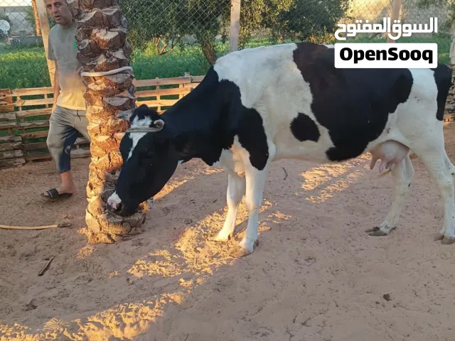 بقرة للبيع عمرها سدسه عشره شهرين المكان بير العالم