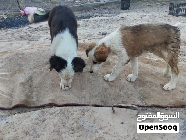 كلاب العمر 3 شهور