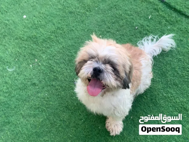 شيتزوو ذكر