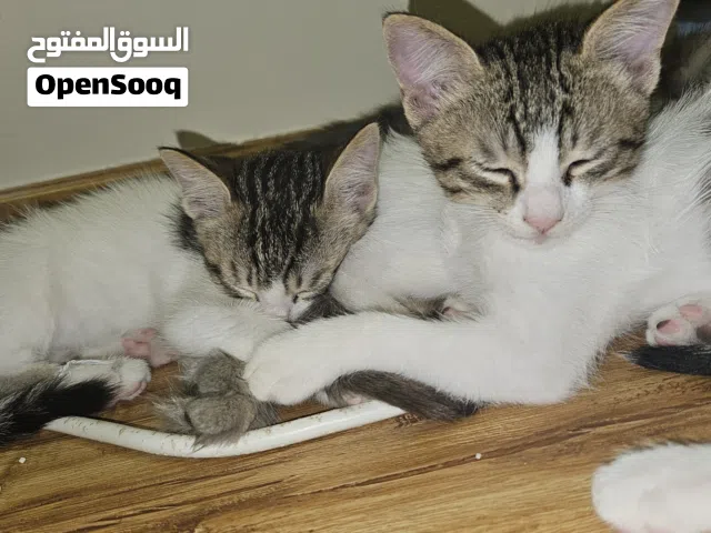 kittens two months old for adoption