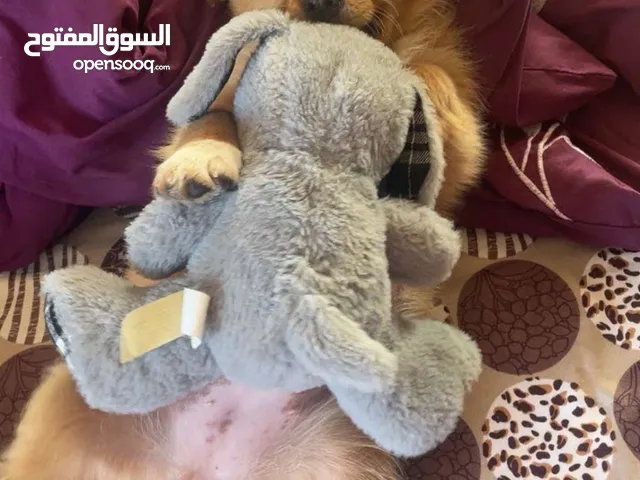 كلب جولدن مبندق فرنسي للببع المستعجل بداعي سفر