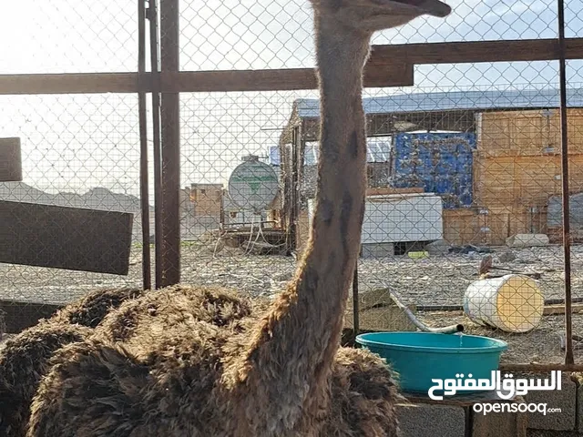 فروخ نعام للبيع