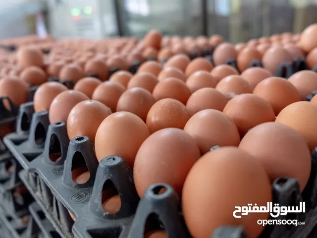بيض مخصب براهما بلدي سلكي