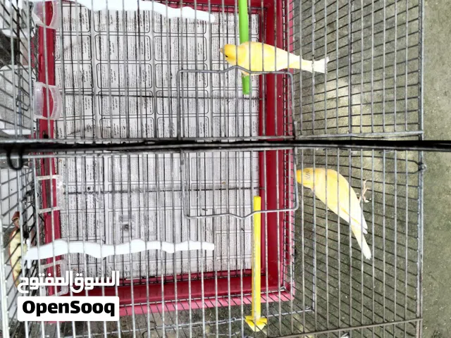 فحلين كنار جاهزات