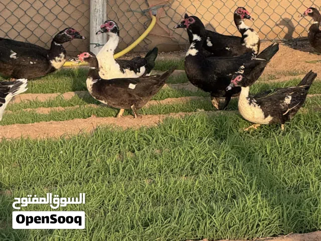 بط مصري  و بط طيار للبيع العين