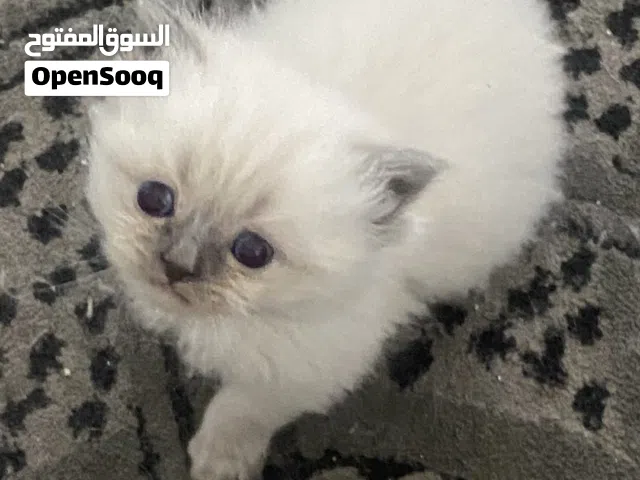 قطط للبيع بداعي السفر