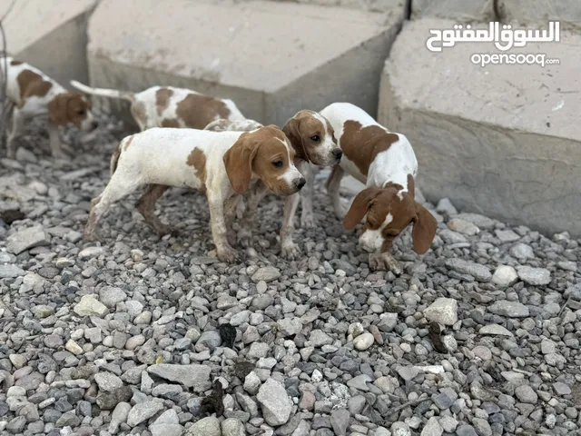 السلام عليكم جراء كلاب بوينتر نكليزي فول موصفات