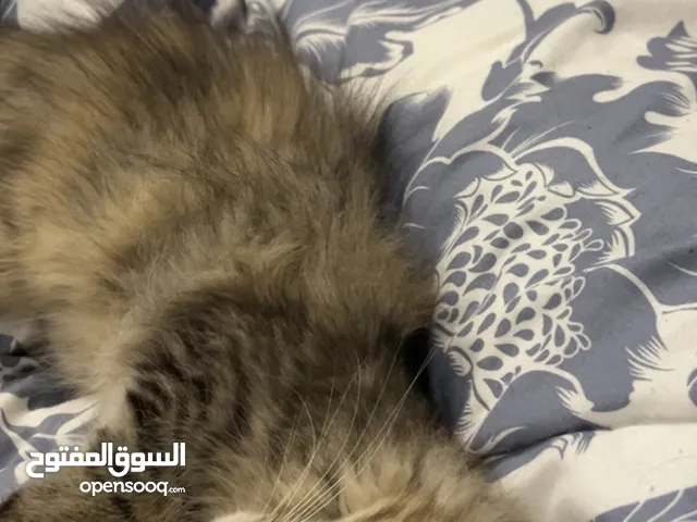 انثى شيرازي للتبني
