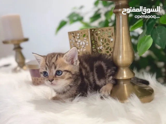 للبيع سكوتش ستريت بيور