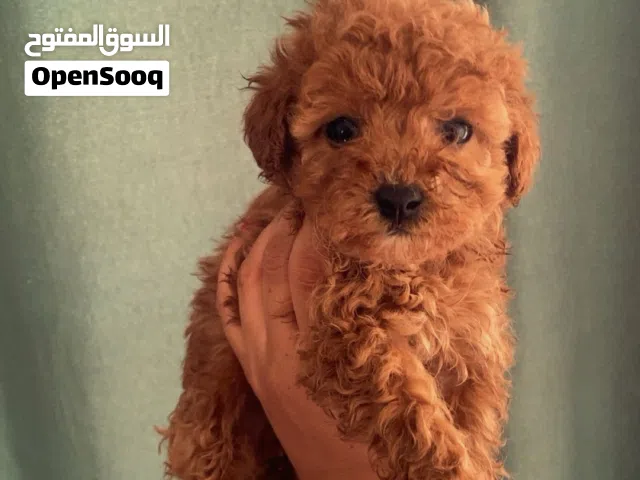 Mini poodle for sale