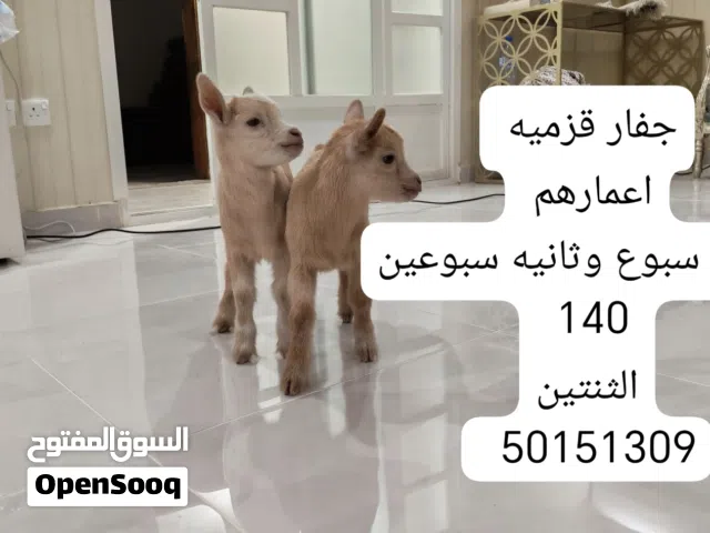 ماعز قزم للبيع