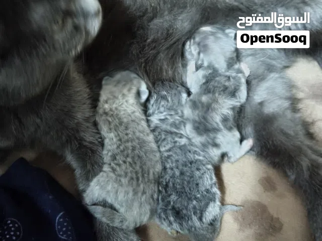قطه سكوتش استريت مع اولادها 3 من سكوتش فولد للبيع