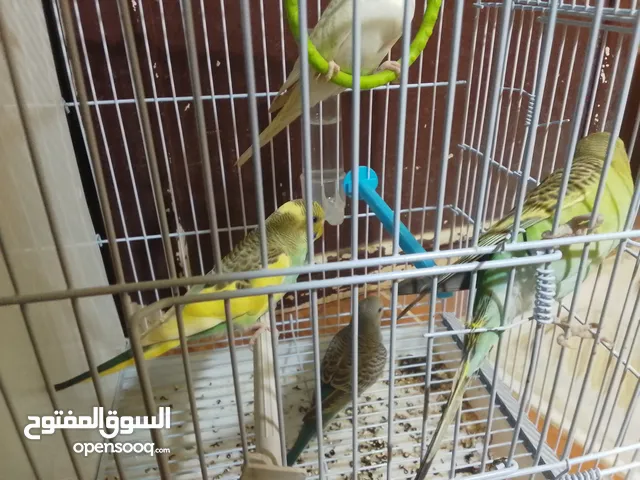 طيور للبيع