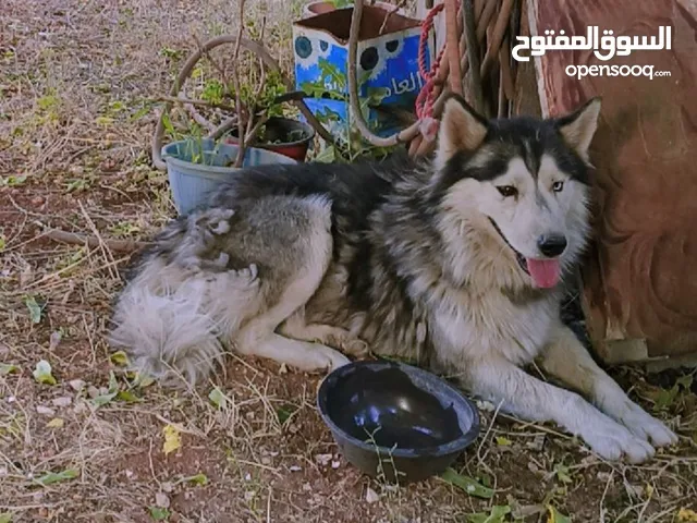 كلب هاسكي للبيع