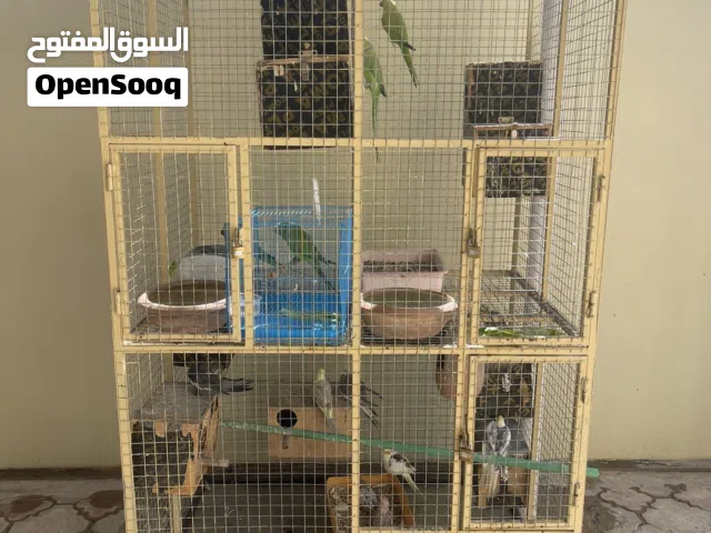 للبيع قفص مع طيور وملاحقاته