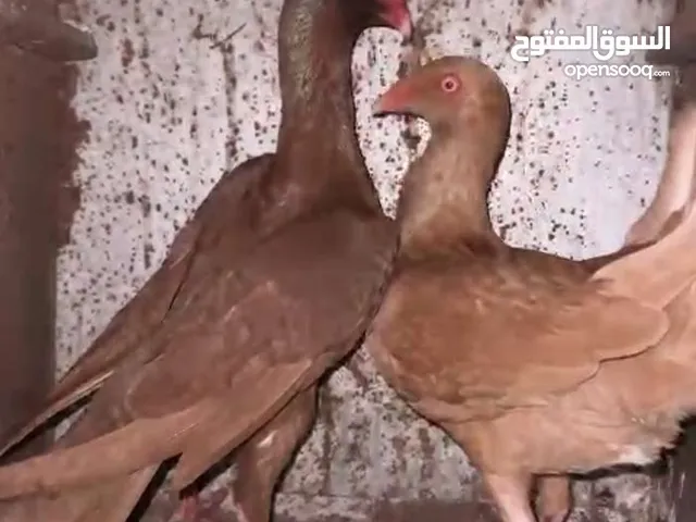 جوز سلافر تحتيهم بيض