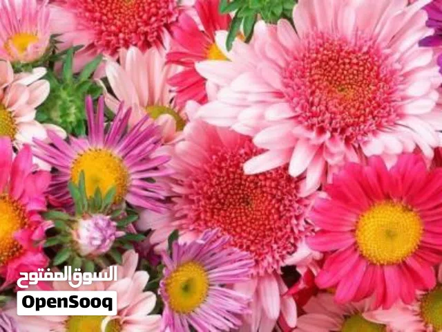 أستاذ خاص  في الرياضيات إلى طلبة الشهادة الإعدادية