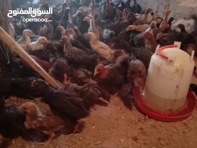 صيصان بلدي للبيع