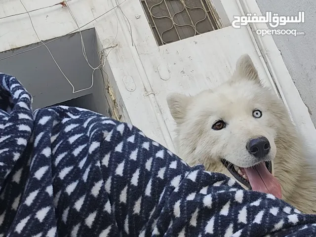 pure husky very friendly
