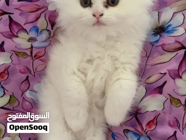 قطو ابيض صغير