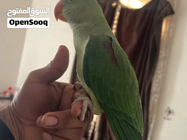 متوه نيبالي سوبر جابو الجنس ذكر